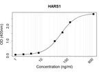 HARS Recombinant Human Monoclonal Antibody (K70031_8G6)
