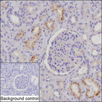 PEDF Recombinant Rabbit Monoclonal Antibody (K03_1K36)