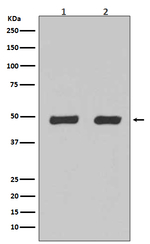Flotillin 2 Recombinant Rabbit Monoclonal Antibody (K01_3M89)