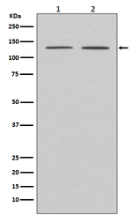 APAF1 Antibody in Western Blot (WB)
