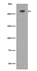 IGF2R Antibody in Western Blot (WB)