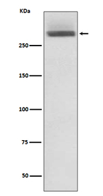 Laminin alpha-3 Recombinant Rabbit Monoclonal Antibody (K01_3M97)