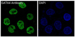 GATA4 Recombinant Rabbit Monoclonal Antibody (K01_3N02)