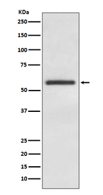 GATA4 Antibody in Western Blot (WB)