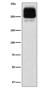 MRP2 Recombinant Rabbit Monoclonal Antibody (K01_3N03)
