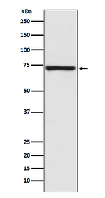 Calpain 1 Recombinant Rabbit Monoclonal Antibody (K01_3N05)
