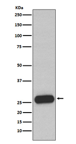 Mast Cell Chymase Recombinant Rabbit Monoclonal Antibody (K01_3N09)
