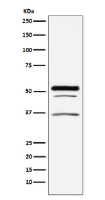 PIST Recombinant Rabbit Monoclonal Antibody (K01_3N14)