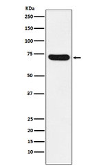 NCF2 Recombinant Rabbit Monoclonal Antibody (K01_3N15)