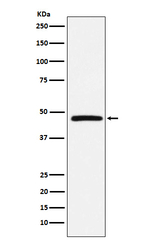 DARC Recombinant Rabbit Monoclonal Antibody (K01_3N17)