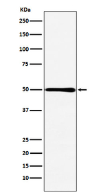 HMGCS2 Recombinant Rabbit Monoclonal Antibody (K01_3N23)