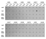 H3R17me1 Antibody in Dot Blot (DB)