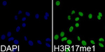H3R17me1 Recombinant Rabbit Monoclonal Antibody (K01_3N24)
