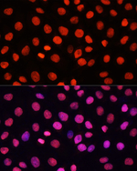H3R17me1 Antibody in Immunocytochemistry (ICC/IF)