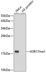 H3R17me1 Antibody in Western Blot (WB)