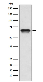 GATAD2A Recombinant Rabbit Monoclonal Antibody (K01_3N26)
