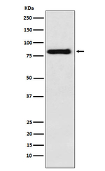 PAG1 Antibody in Western Blot (WB)