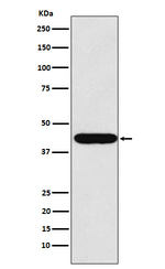LHX2 Antibody in Western Blot (WB)