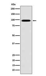 RANBP9 Recombinant Rabbit Monoclonal Antibody (K01_3N35)