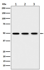 EEF1G Recombinant Rabbit Monoclonal Antibody (K01_3N39)