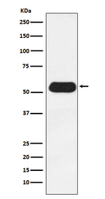 ESRRG Recombinant Rabbit Monoclonal Antibody (K01_3N41)