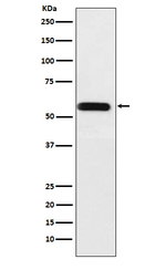 ANGPTL3 Antibody in Western Blot (WB)