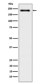 WRN Recombinant Rabbit Monoclonal Antibody (K01_3N43)