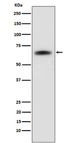 SENP2 Recombinant Rabbit Monoclonal Antibody (K01_3N44)