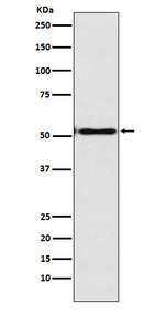 EN1 Antibody in Western Blot (WB)
