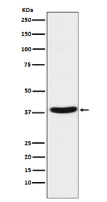 MT-ND1 Antibody in Western Blot (WB)