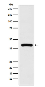 Cyclophilin 40 Recombinant Rabbit Monoclonal Antibody (K01_3N66)