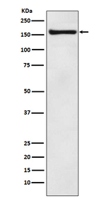 alpha COP Antibody in Western Blot (WB)