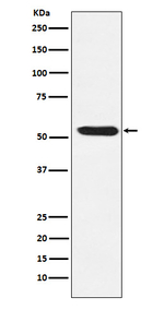 TEAD1/2/3/4 Recombinant Rabbit Monoclonal Antibody (K01_3N74)
