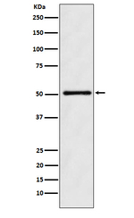 ODC1 Antibody in Western Blot (WB)