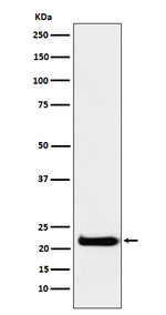 CEND Recombinant Rabbit Monoclonal Antibody (K01_3N78)