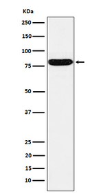 HSF1 Recombinant Rabbit Monoclonal Antibody (K01_3N80)