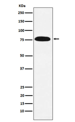 KHSRP Recombinant Rabbit Monoclonal Antibody (K01_3N81)