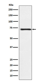 GUCY1B3 Recombinant Rabbit Monoclonal Antibody (K01_3N83)