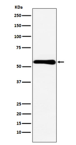 CBS Recombinant Rabbit Monoclonal Antibody (K01_3N84)