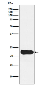 GPX2 Recombinant Rabbit Monoclonal Antibody (K01_3N87)