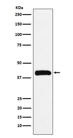 Bub3 Antibody in Western Blot (WB)