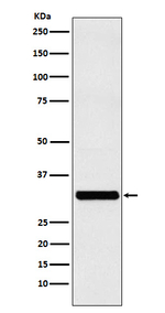 RAB27A Recombinant Rabbit Monoclonal Antibody (K01_3P07)