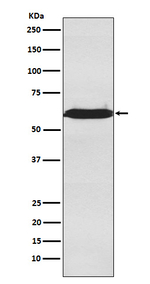 U2AF2 Recombinant Rabbit Monoclonal Antibody (K01_3P12)