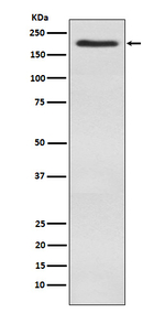 BAZ1B Recombinant Rabbit Monoclonal Antibody (K01_3P13)