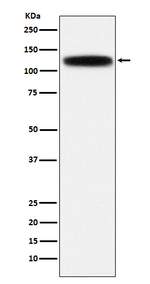 GOLIM4 Recombinant Rabbit Monoclonal Antibody (K01_3P17)