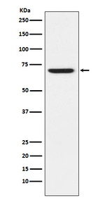GABRA5 Recombinant Rabbit Monoclonal Antibody (K01_3P21)