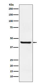 Septin 2 Recombinant Rabbit Monoclonal Antibody (K01_3P23)