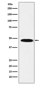 GABRB1 Antibody in Western Blot (WB)