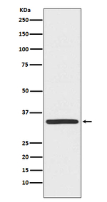 TRADD Antibody in Western Blot (WB)