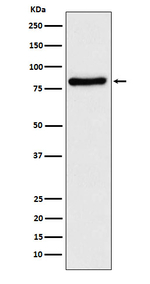 TLE1 Antibody in Western Blot (WB)